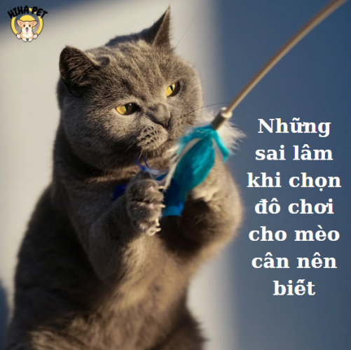 Những sai lầm khi chọn đồ chơi cho mèo