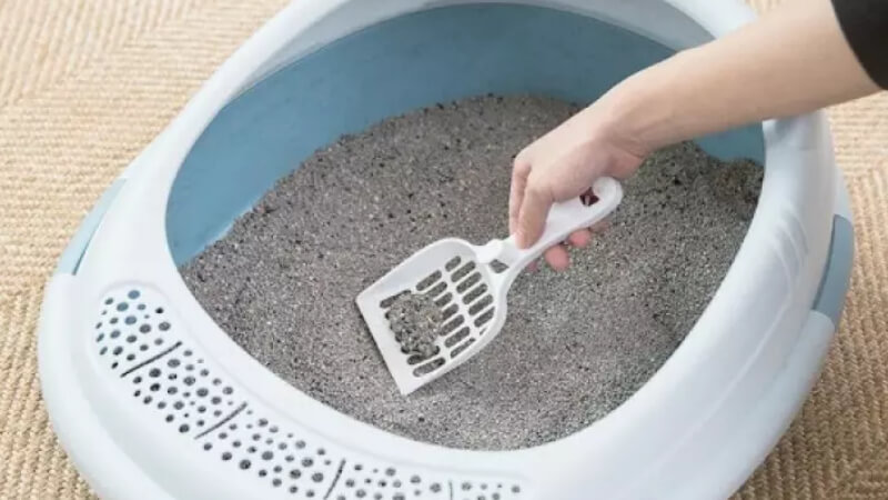 Khay vệ sinh cho chó dùng cát 