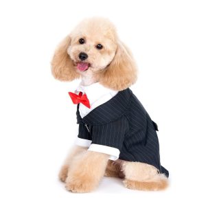 Chó mặc vest